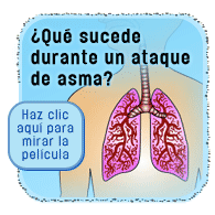 Cómo el asma afecta la respiración Cómo el asma afecta la respiración