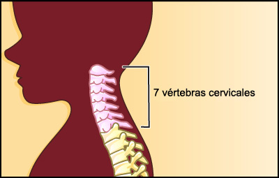 7 vertebras cervicales 7 vertebras cervicales