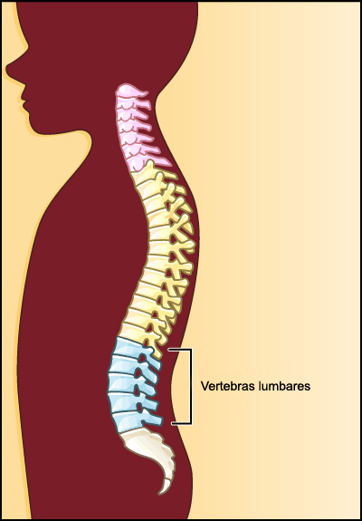 Vertebras lumbares Vertebras lumbares