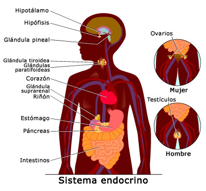 Sistema endocrino Sistema endocrino