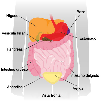 Ultrasonido abdomen Ultrasonido abdomen