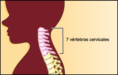vertebras cervicales vertebras cervicales