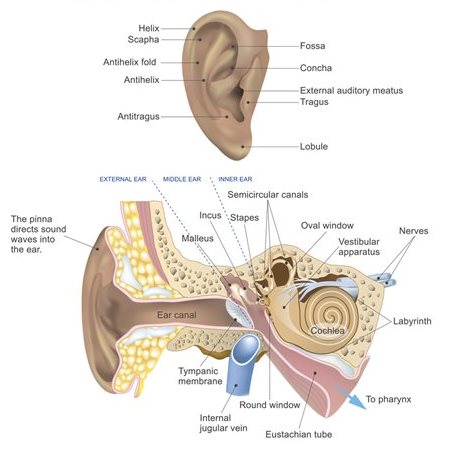 Ilustración médica de la anatomía del oído
