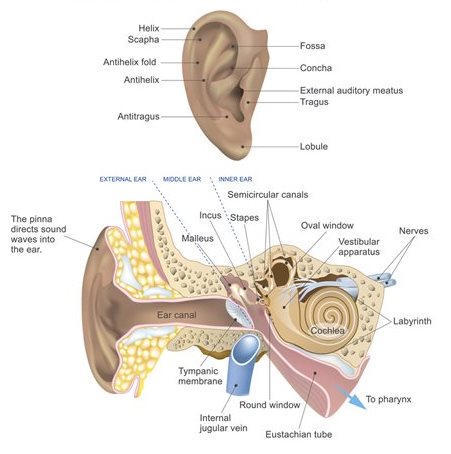 Ear Infection | Nicklaus Children's Hospital