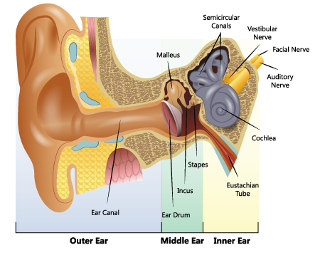 diagram of the anatomy of the ear