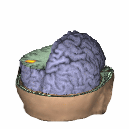 rotating 3d rendering of a brain cut in orthogonal view