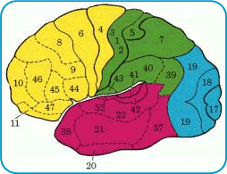 map of brain showing all areas by color
