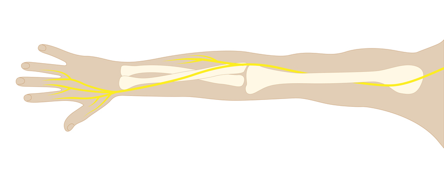 Anatomía del nervio radial del brazo en un estilo ilustrativo plano.