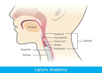 anatomy of larynx