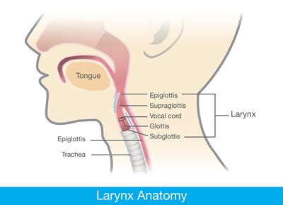 anatomía de la laringe